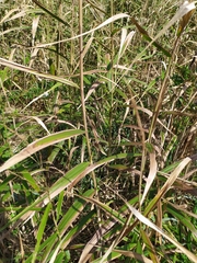 Phragmites japonicus