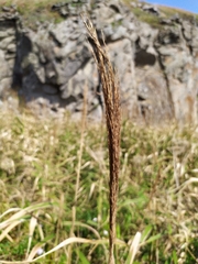 Phragmites japonicus