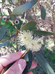 Eucalyptus angulosa
