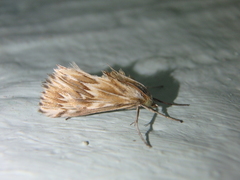Cynaeda gigantea