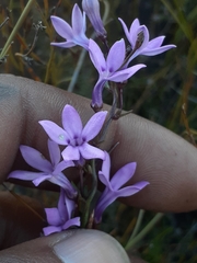 Cyphia volubilis volubilis