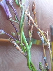 Cyphia volubilis volubilis