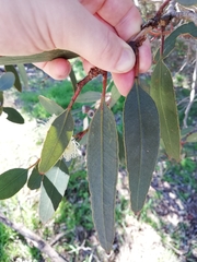 Eucalyptus angulosa