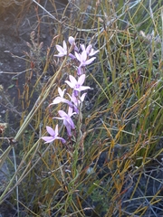 Cyphia volubilis volubilis