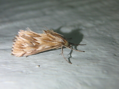 Cynaeda gigantea