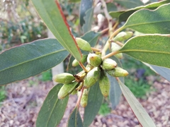 Eucalyptus angulosa