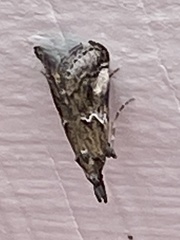 Alpheias transferens