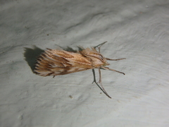 Cynaeda gigantea