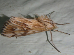Cynaeda gigantea