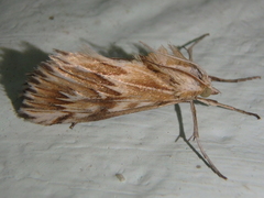 Cynaeda gigantea