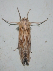 Cynaeda gigantea