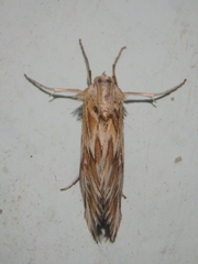 Cynaeda gigantea
