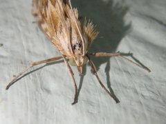 Cynaeda gigantea