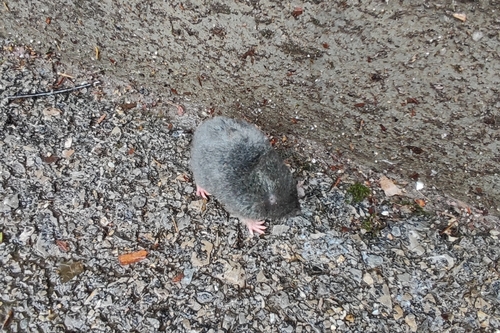 Chinese Mole Shrew (Anourosorex squamipes) — Least Concern Mammalia