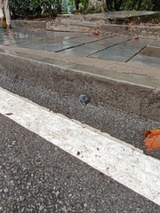 Anourosorex squamipes