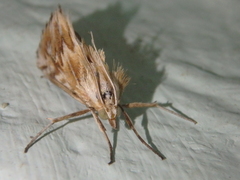 Cynaeda gigantea