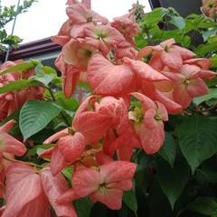 Mussaenda philippica
