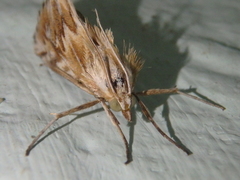 Cynaeda gigantea