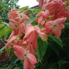 Mussaenda philippica
