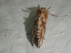 Cynaeda gigantea