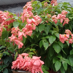 Mussaenda philippica