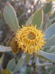 Leucadendron