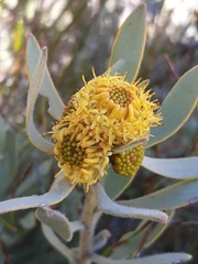 Leucadendron
