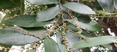 Bridelia retusa
