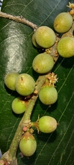 Bridelia retusa