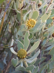 Leucadendron