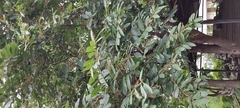 Bridelia retusa