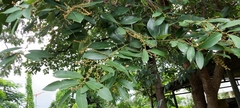 Bridelia retusa