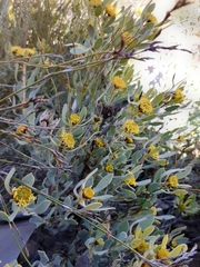 Leucadendron