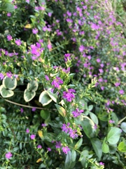 Cuphea hyssopifolia