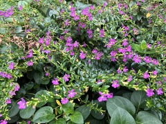 Cuphea hyssopifolia
