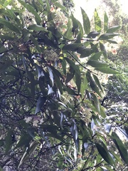 Hydrangea longifolia