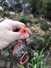 Watsonia tabularis