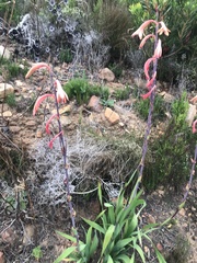 Watsonia tabularis