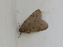 Paidia rica
