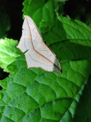 Timandra correspondens