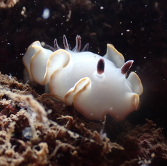 Ardeadoris scottjohnsoni