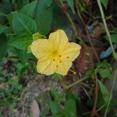 Mirabilis jalapa
