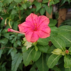 Mirabilis jalapa