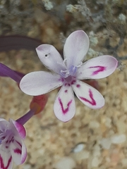 Codonorhiza falcata