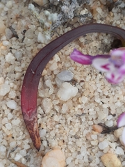 Codonorhiza falcata