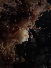 Ardeadoris angustolutea