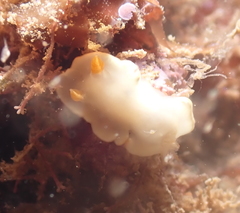Ardeadoris angustolutea