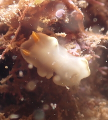 Ardeadoris angustolutea