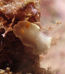 Ardeadoris angustolutea
