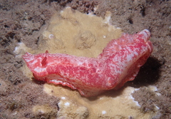Hexabranchus